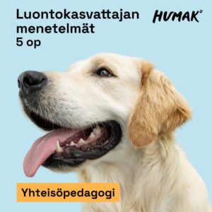 Keltainen labradorin noutaja sekä tekstit luontokasvattajan menetelmät 5 op, Humak, yhteisöpedagogi.